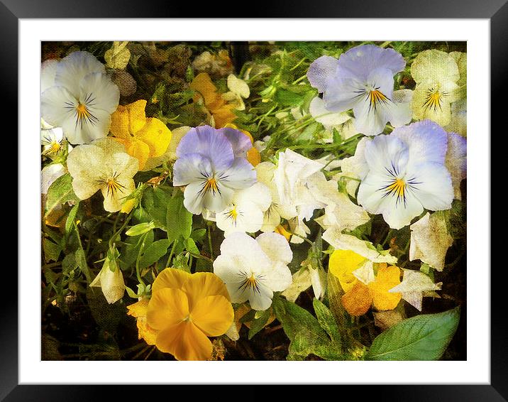 Pansies Framed Mounted Print by Judy Hall-Folde