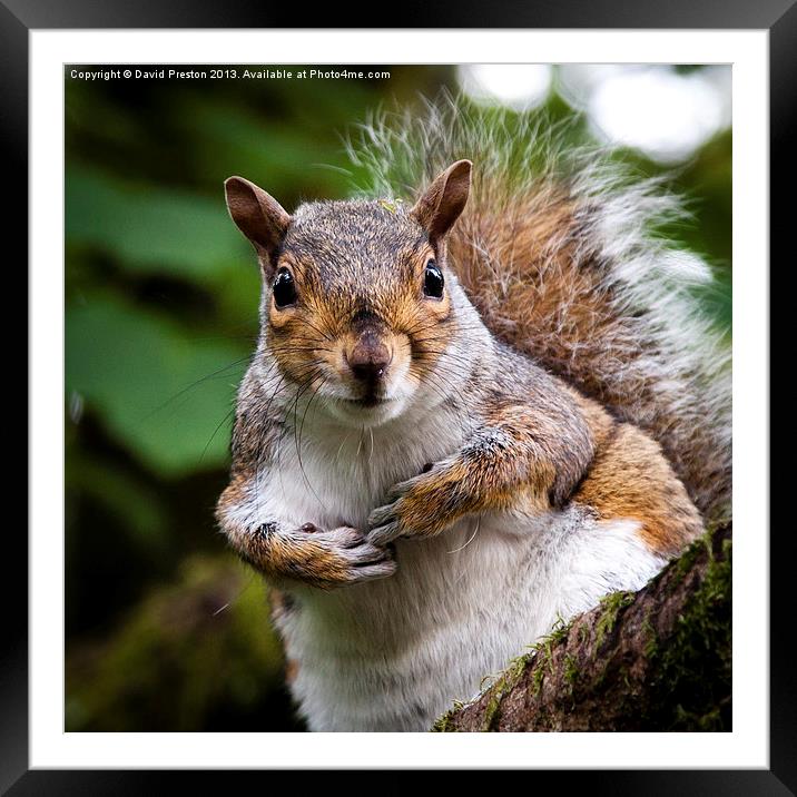 Squirrel Framed Mounted Print by David Preston