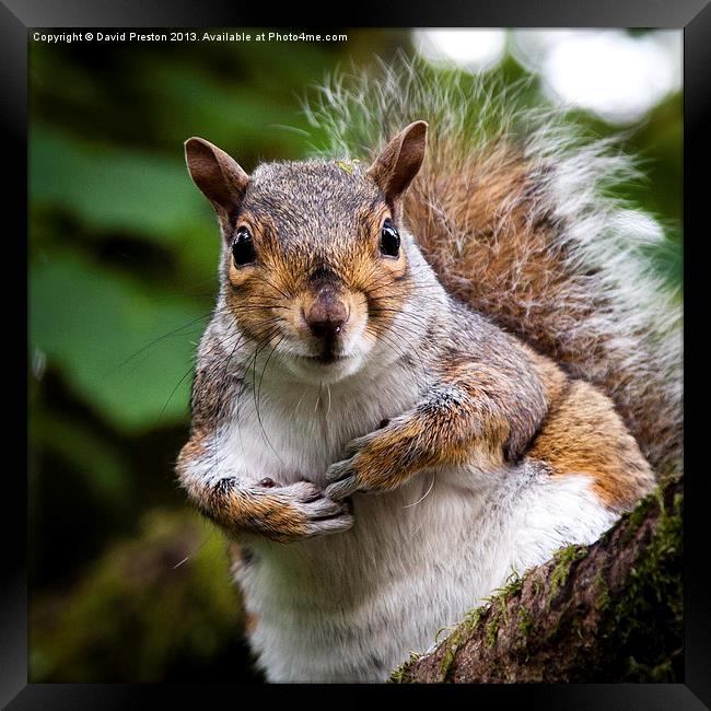 Squirrel Framed Print by David Preston