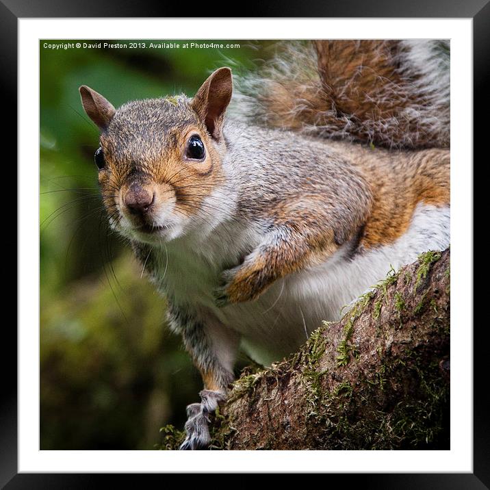 Curious squirrel Framed Mounted Print by David Preston