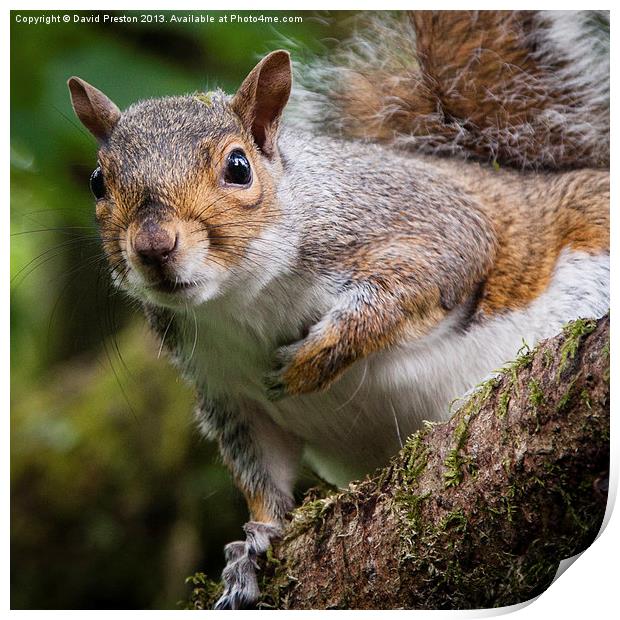 Curious squirrel Print by David Preston