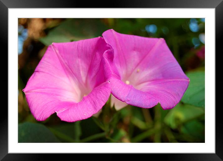 Tropical Blooms Framed Mounted Print by Steven Cole