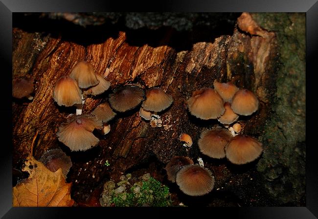 Hidden Mushrooms Framed Print by Steven Cole