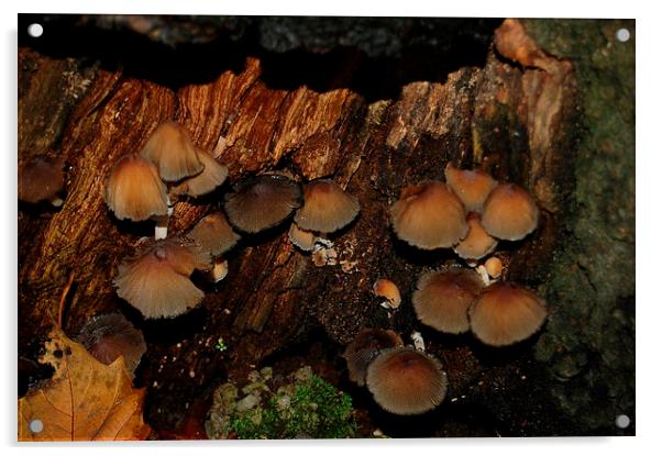 Hidden Mushrooms Acrylic by Steven Cole