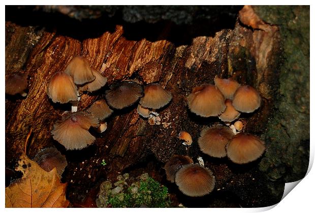Hidden Mushrooms Print by Steven Cole