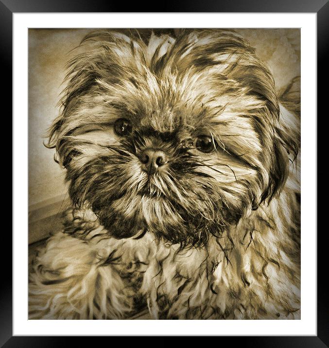 scruff Framed Mounted Print by sue davies