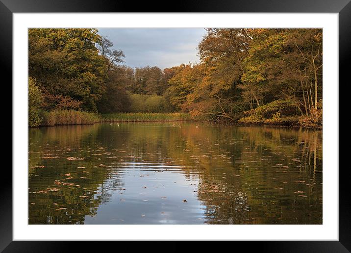 Autumn Ponds - 4 Framed Mounted Print by David Tinsley