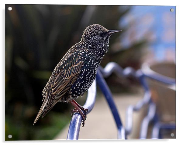 Starling Acrylic by Victor Burnside