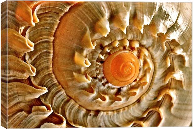 Sea Shell Canvas Print by Sue Bottomley