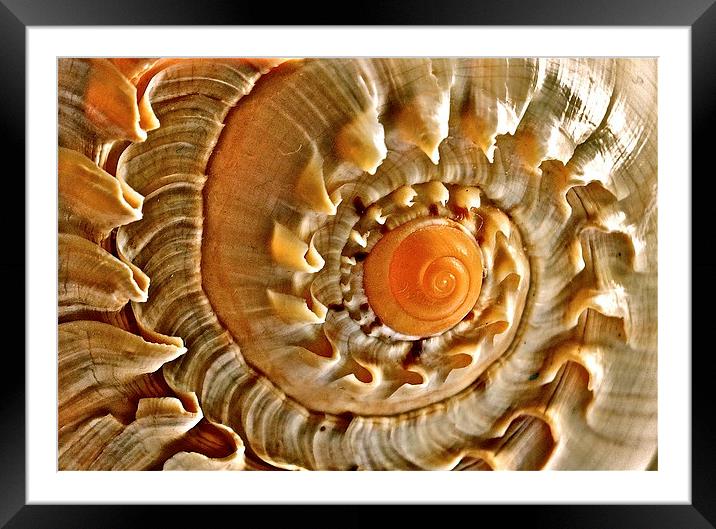 Sea Shell Framed Mounted Print by Sue Bottomley