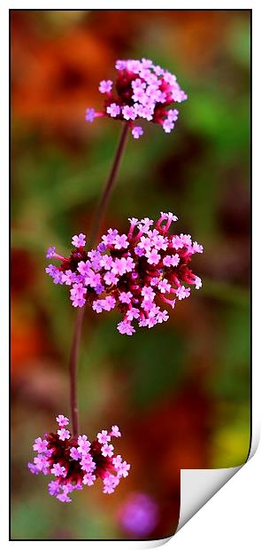 Romantic flower Print by sanda bogomazova