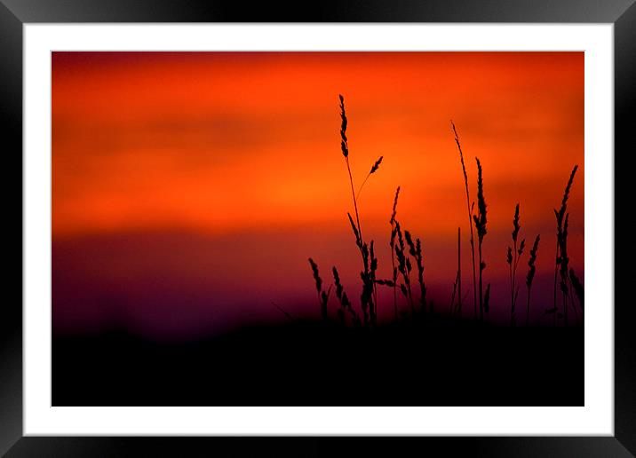 Silhouette Grasses At Sunset Framed Mounted Print by Darren Burroughs