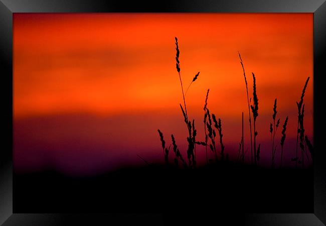 Silhouette Grasses At Sunset Framed Print by Darren Burroughs