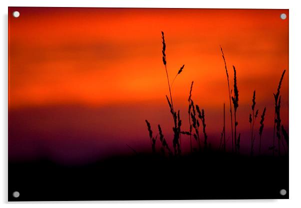 Silhouette Grasses At Sunset Acrylic by Darren Burroughs