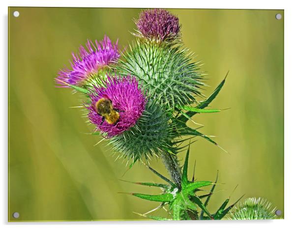 The Scottish flower Acrylic by jim huntsman