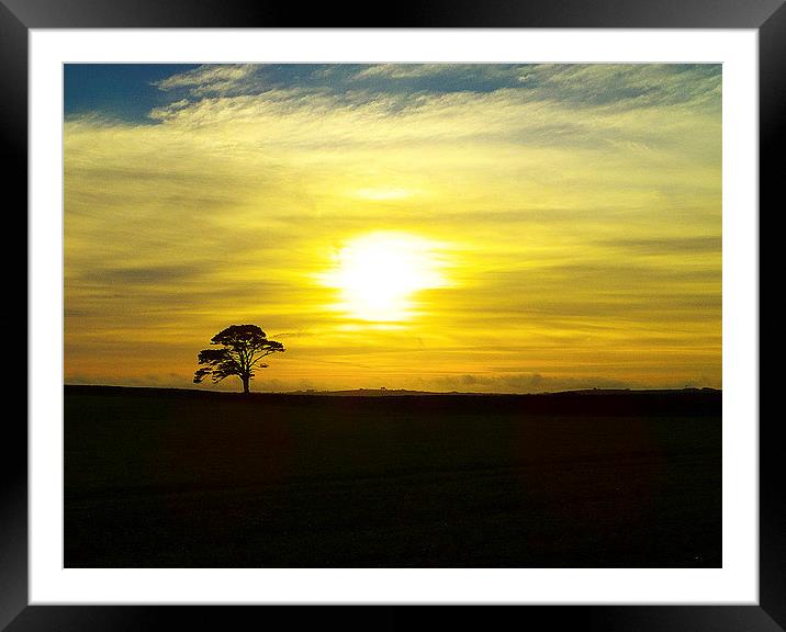Lone Pine in the Sunset Framed Mounted Print by Pete Moyes