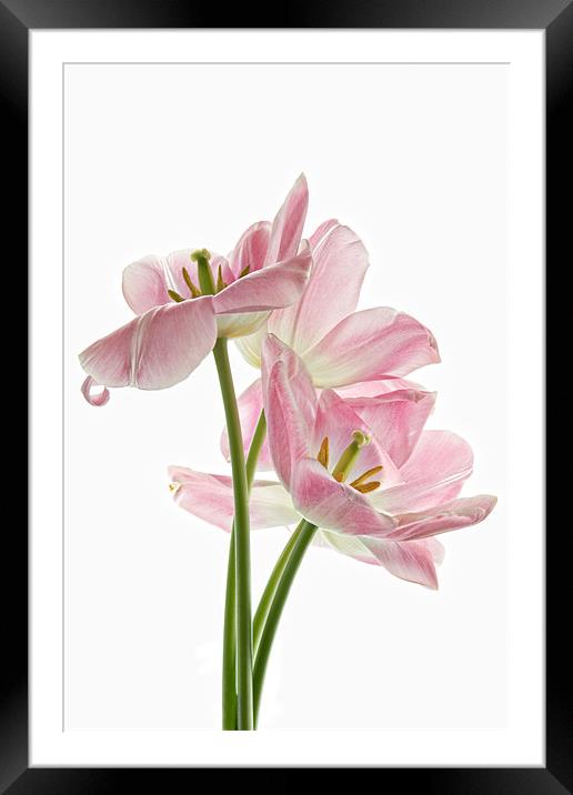 Pink Tulips Framed Mounted Print by Ann Garrett