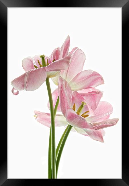 Pink Tulips Framed Print by Ann Garrett