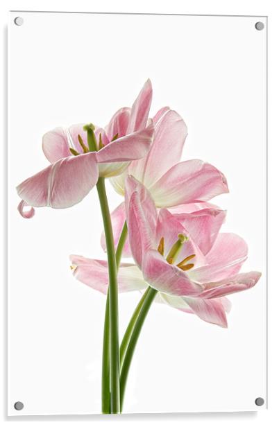 Pink Tulips Acrylic by Ann Garrett