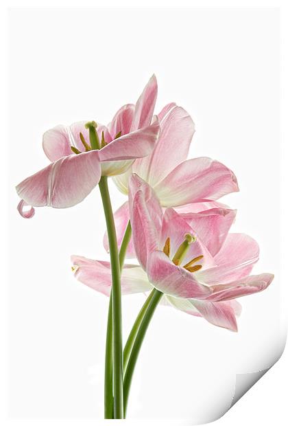 Pink Tulips Print by Ann Garrett