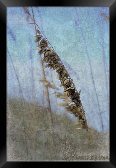 A Whisper in the Wind Framed Print by Judy Hall-Folde