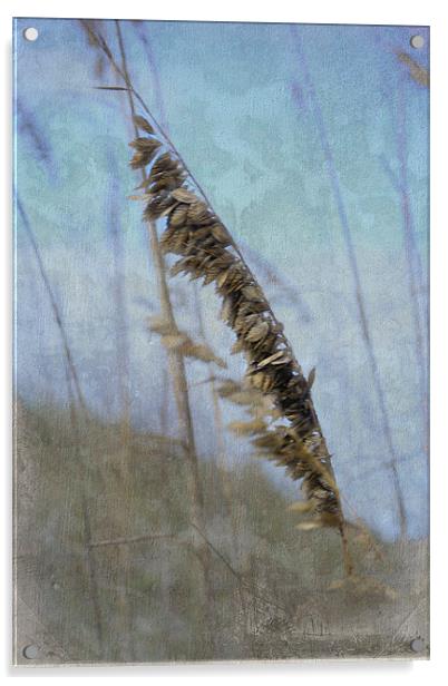 A Whisper in the Wind Acrylic by Judy Hall-Folde