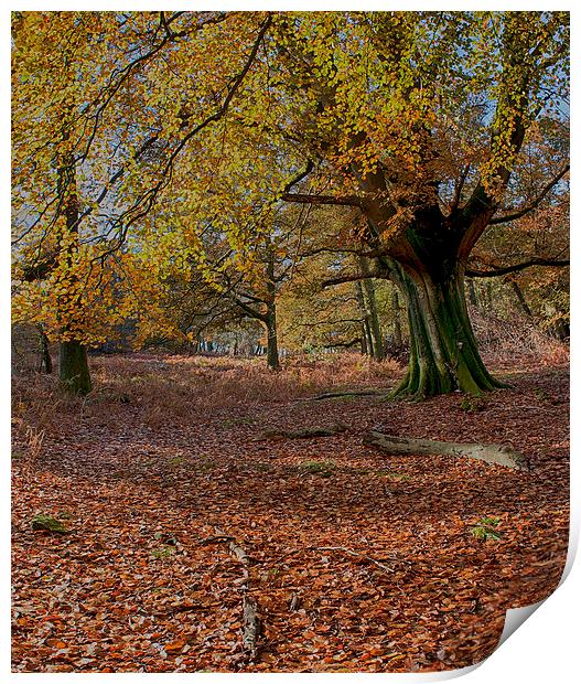 Autumn Forest Print by Phil Clements
