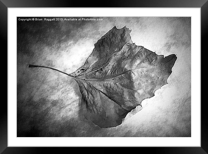 Fall Leaf Framed Mounted Print by Brian  Raggatt