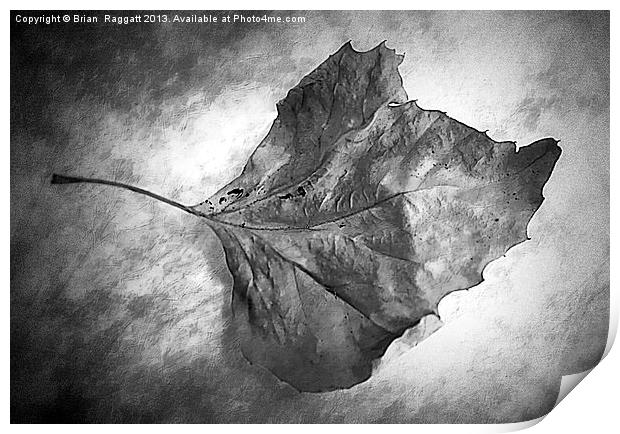 Fall Leaf Print by Brian  Raggatt