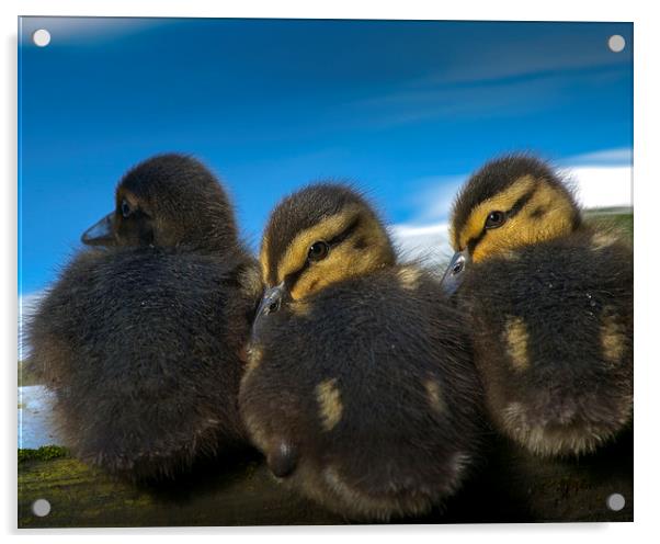Chicks Acrylic by Victor Burnside