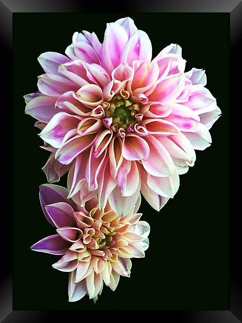 Softly Blurred Flora Framed Print by james balzano, jr.