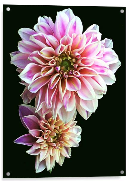 Softly Blurred Flora Acrylic by james balzano, jr.