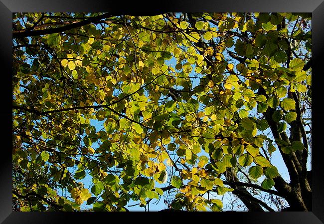Autumn Leaves in the Afternoon Framed Print by Steven Cole