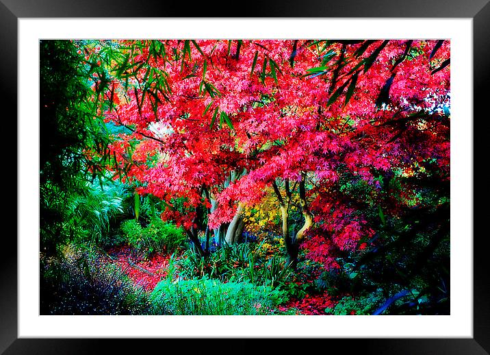 Magestic in Autumn Framed Mounted Print by Christine Lake
