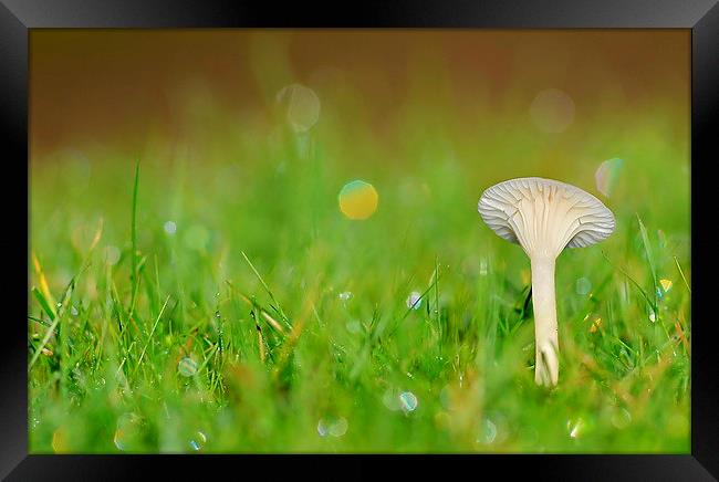 Snowy Waxcap Framed Print by Mark  F Banks