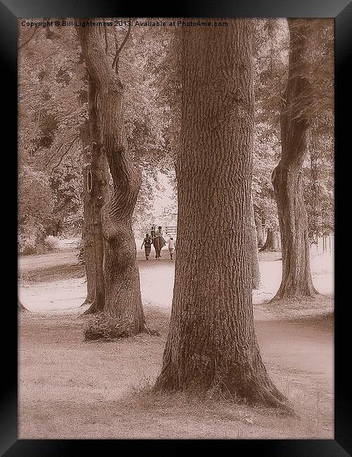 Horse through the trees Framed Print by Bill Lighterness