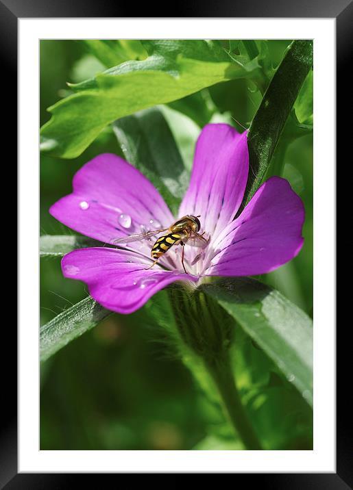 Hoverfly on corncockle Framed Mounted Print by Brian Fry
