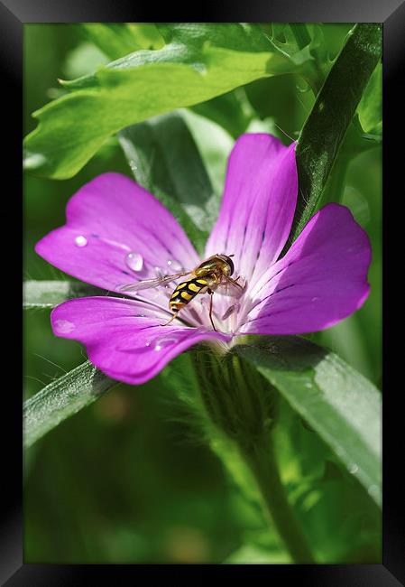 Hoverfly on corncockle Framed Print by Brian Fry
