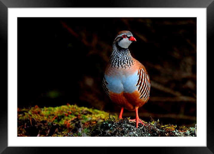 Red-legged Partridge Framed Mounted Print by Macrae Images