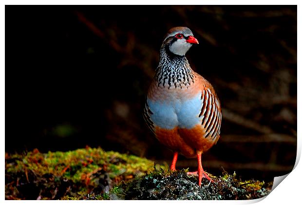 Red-legged Partridge Print by Macrae Images