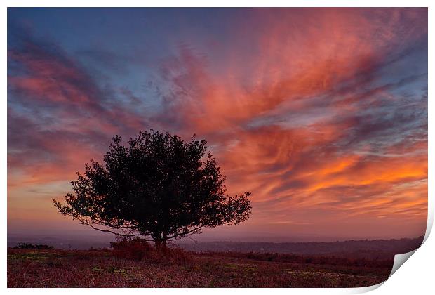 Lone Tree At Sunset Print by Phil Clements