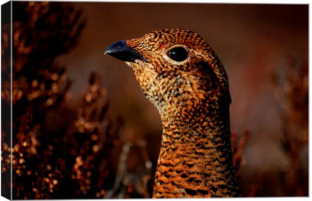 Red Grouse Canvas Print by Macrae Images