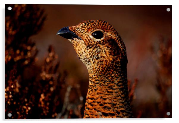 Red Grouse Acrylic by Macrae Images