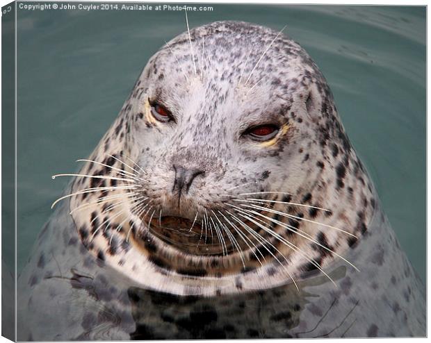 Harbour Seal Canvas Print by John Cuyler