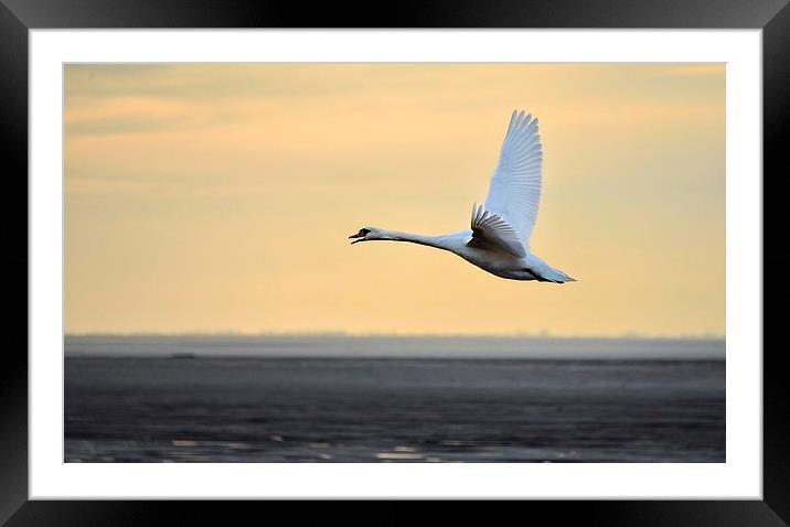 Swan in flight Framed Mounted Print by Gary Pearson