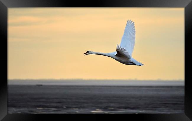 Swan in flight Framed Print by Gary Pearson