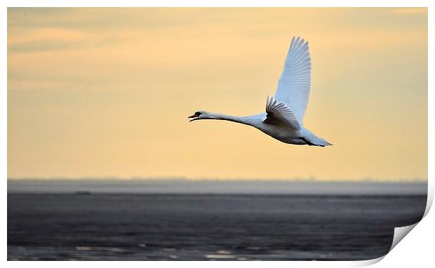 Swan in flight Print by Gary Pearson