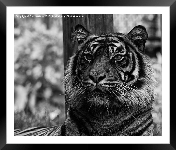a proud tiger Framed Mounted Print by Brett watson