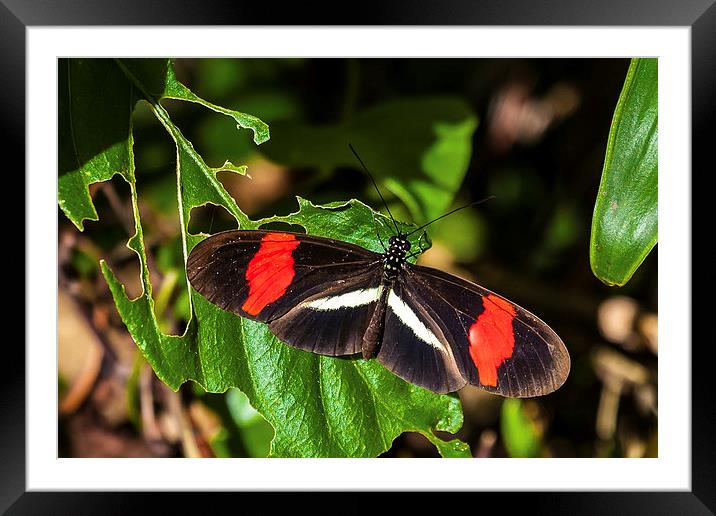 postman butterfly warming sunshine Framed Mounted Print by Craig Lapsley
