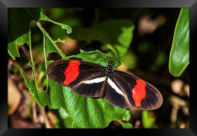 postman butterfly warming sunshine Framed Print by Craig Lapsley